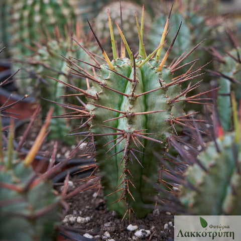 Euphorbia horrida