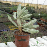 Euphorbia mammillaris variegata