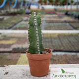 Euphorbia polyacantha