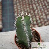 Euphorbia polyacantha