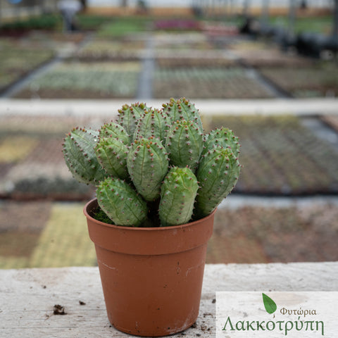 Euphorbia pseudoglobosa