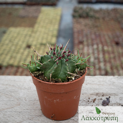 Euphorbia pulvinata