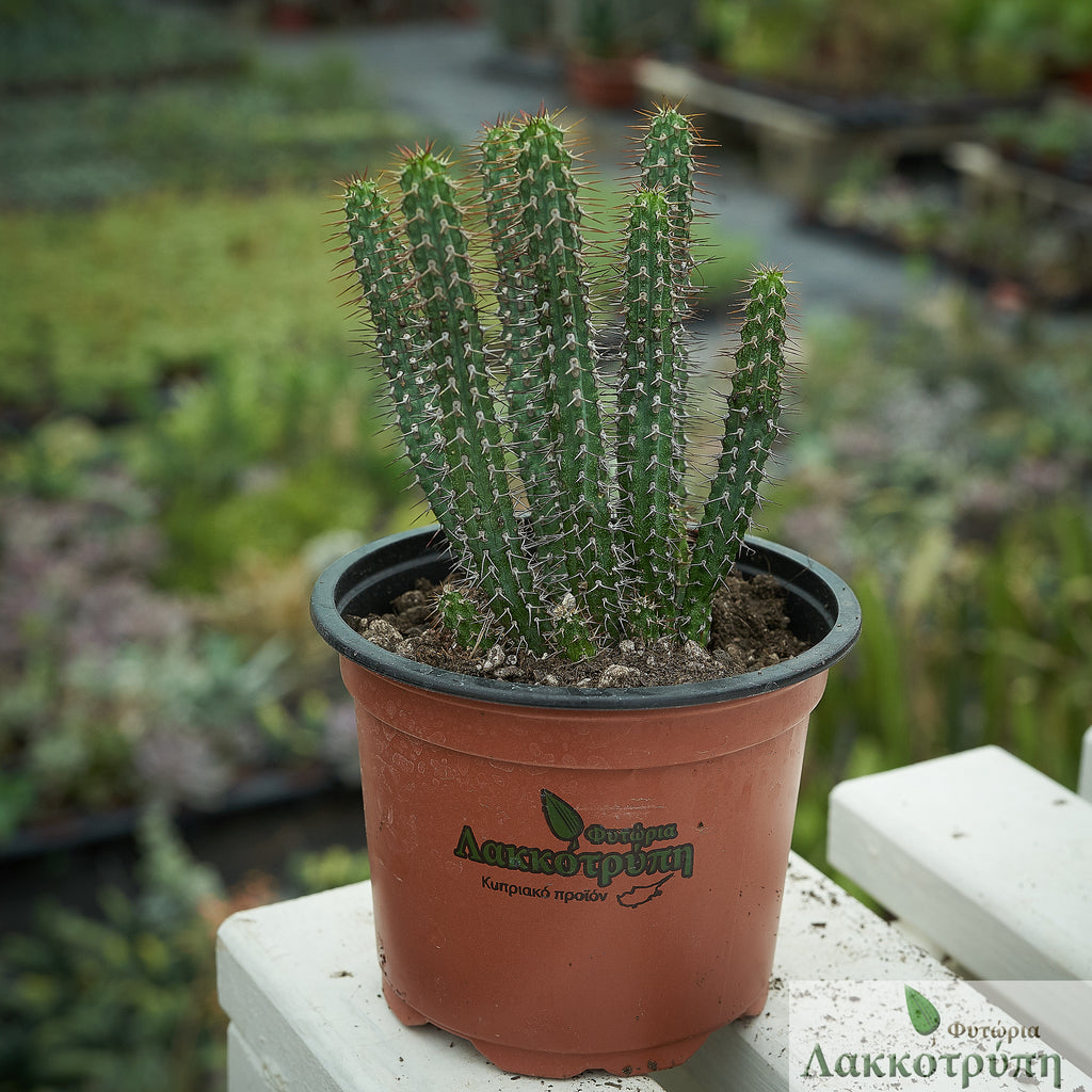Euphorbia baioensis Cyprus Cactus