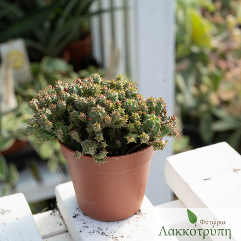 Euphorbia submammillaris