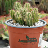 Euphorbia aggregata variegata