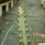 Euphorbia lactea ghost