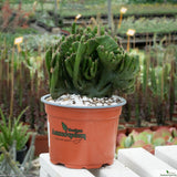 Euphorbia leucodendron cristata