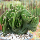 Euphorbia leucodendron cristata