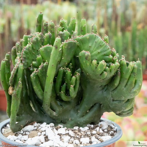 Euphorbia leucodendron cristata