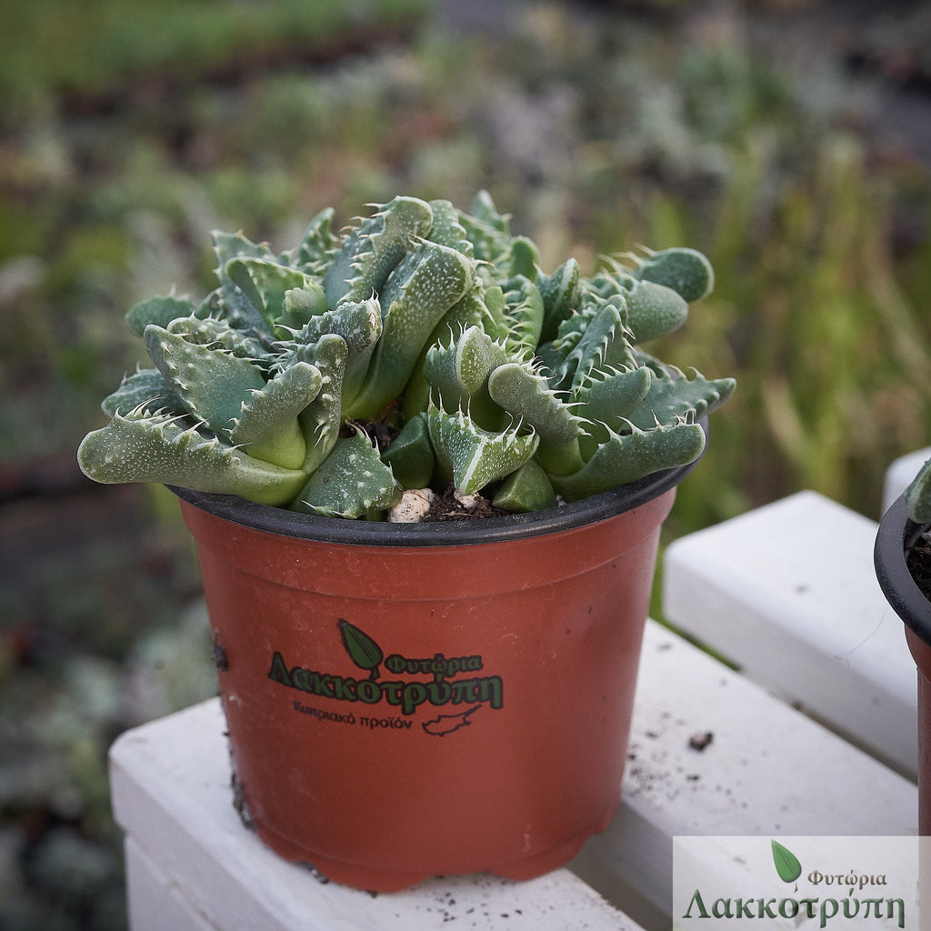 Semi Di Faucaria Tigrina - 40 Semi Pianta Succulenta Fiorifera