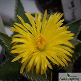 Faucaria tuberculosa