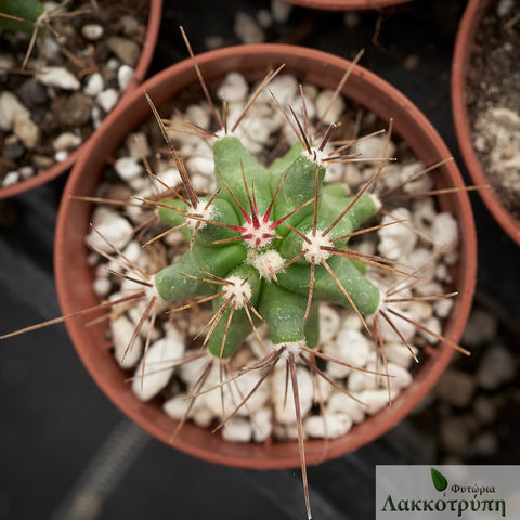 Ferocactus flavovirens