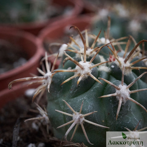 Ferocactus fordii