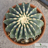 Ferocactus glaucescens inermis