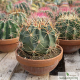 Ferocactus hystrix