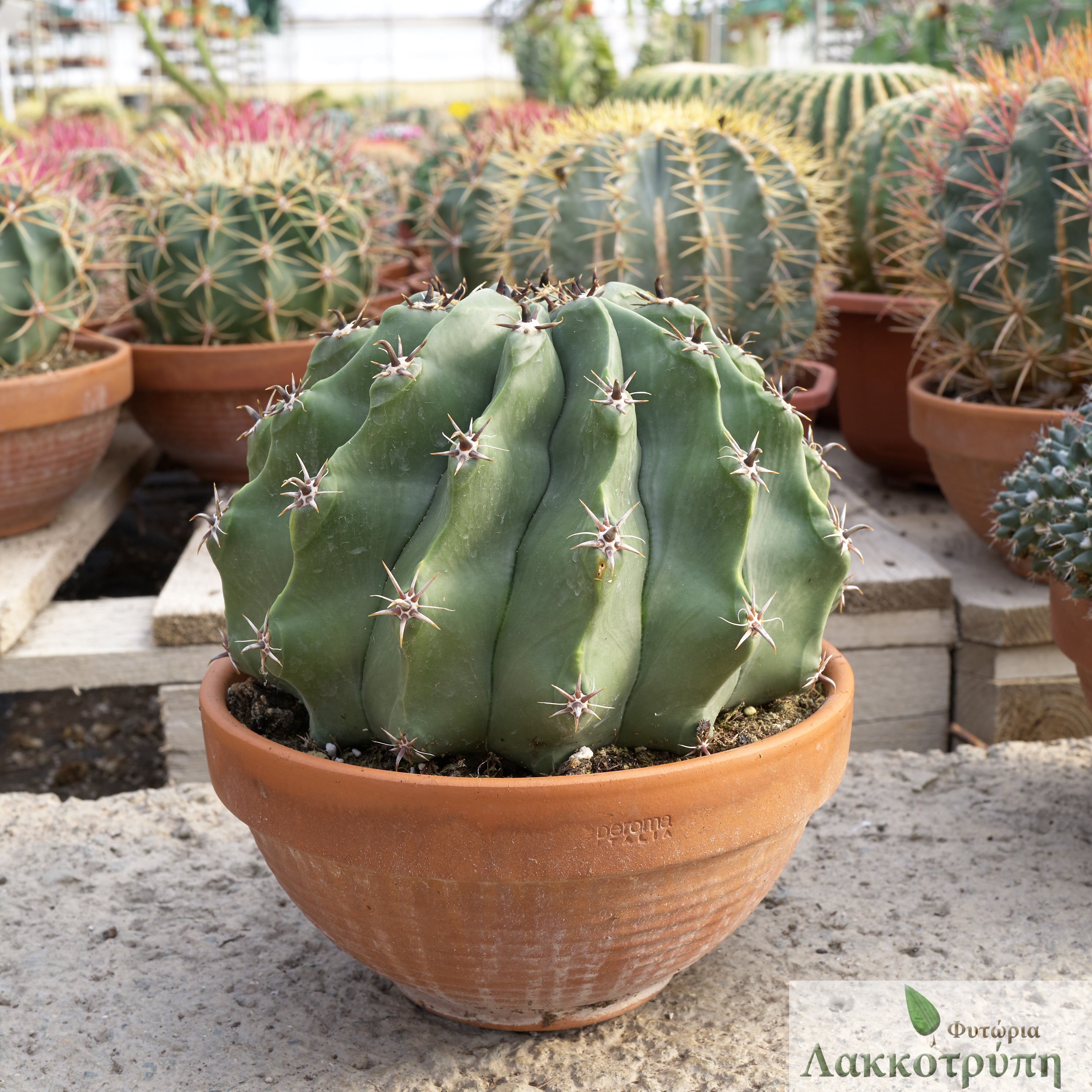 Ferocactus_horridus_brevispinu