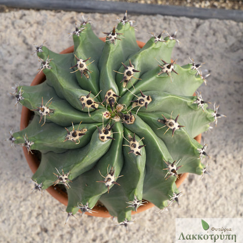 士魂植栽Dyckia SilverFox CrownofThorn Dyckia 'Silvertooth Tiger' at San Marcos Growers