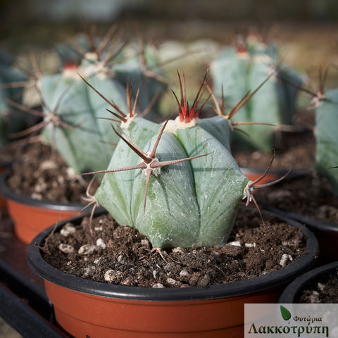 Echinocactus ingens