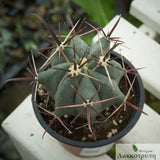 Ferocactus peninsulae