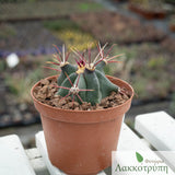 Ferocactus peninsulae viscainensis