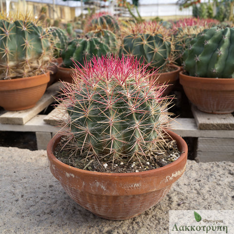 Ferocactus pilosus