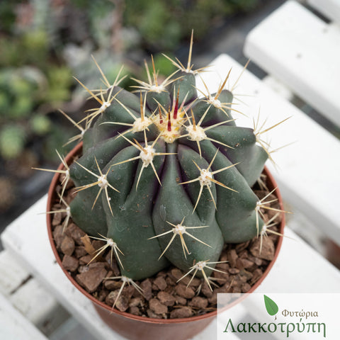 Ferocactus pottsii