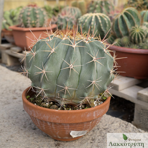 Ferocactus pottsii