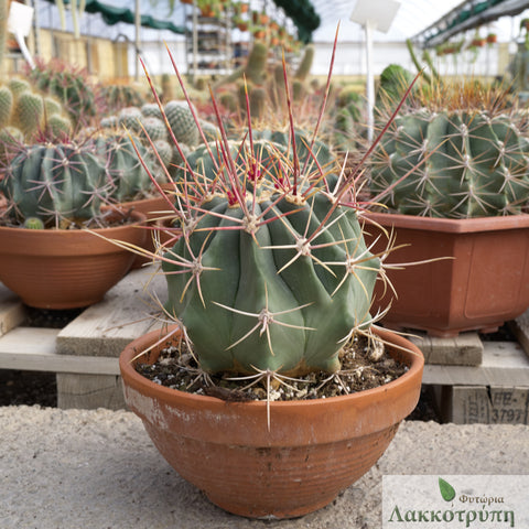 Ferocactus emoryi rectispinus