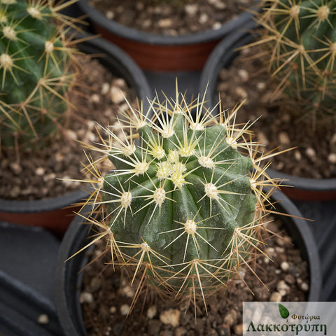 Ferocactus reppenagheni