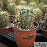 Ferocactus reppenagheni