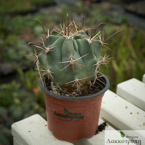 Ferocactus townsendianus