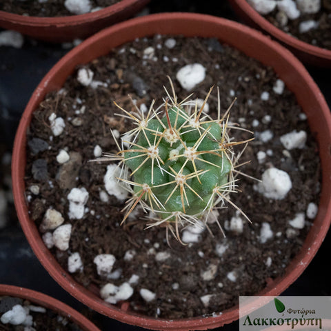 Ferocactus viridescens littoralis