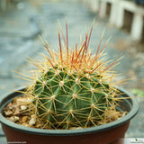 Ferocactus alamosanus