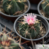 Ferocactus macrodiscus