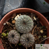 Frailea castanea