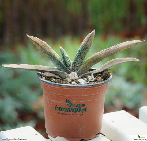 Gasteria batesiana