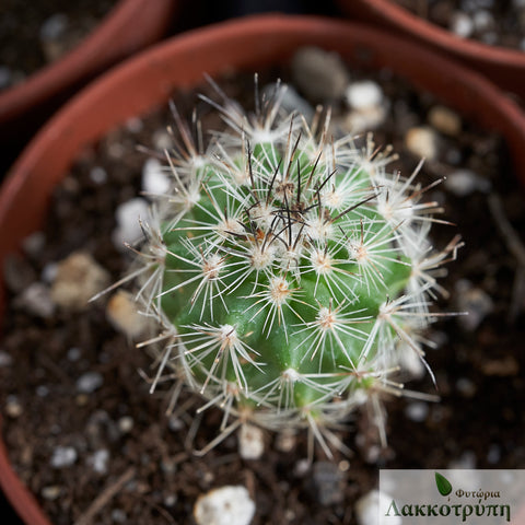 Gymnocactus viereckii - Lau