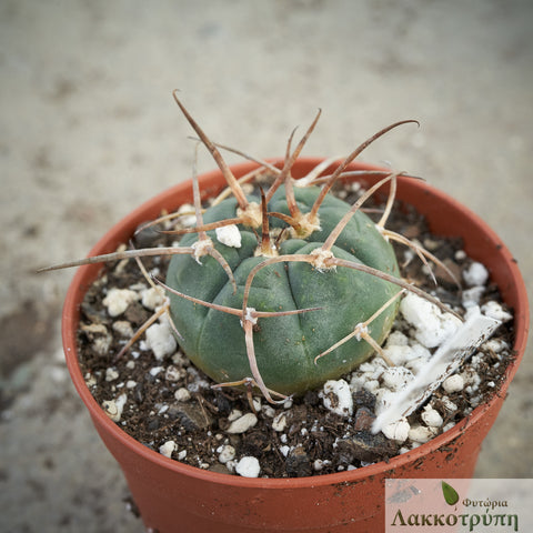 gymnocalycium armatum Gymnocalycium armatum – Cyprus Cactus