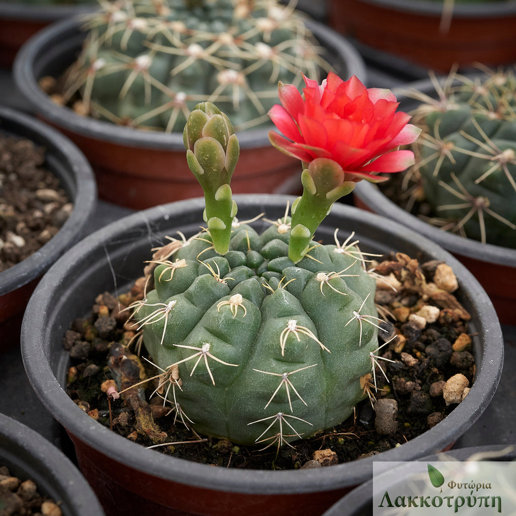 08 綴化　緋花玉　鉢付　Gymnocalycium baldianum 08 綴化 緋花玉 鉢付 Gymnocalycium baldianum - メルカリ
