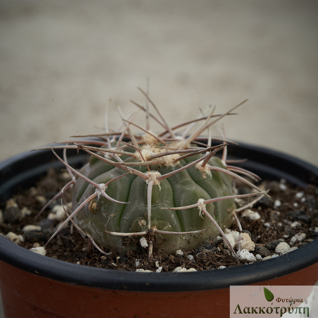 Gymnocalycium castellanosii bozsingianum – Cyprus Cactus