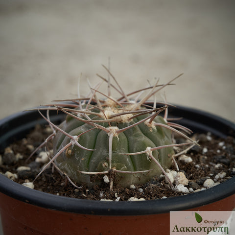 Gymnocalycium castellanosii bozsingianum