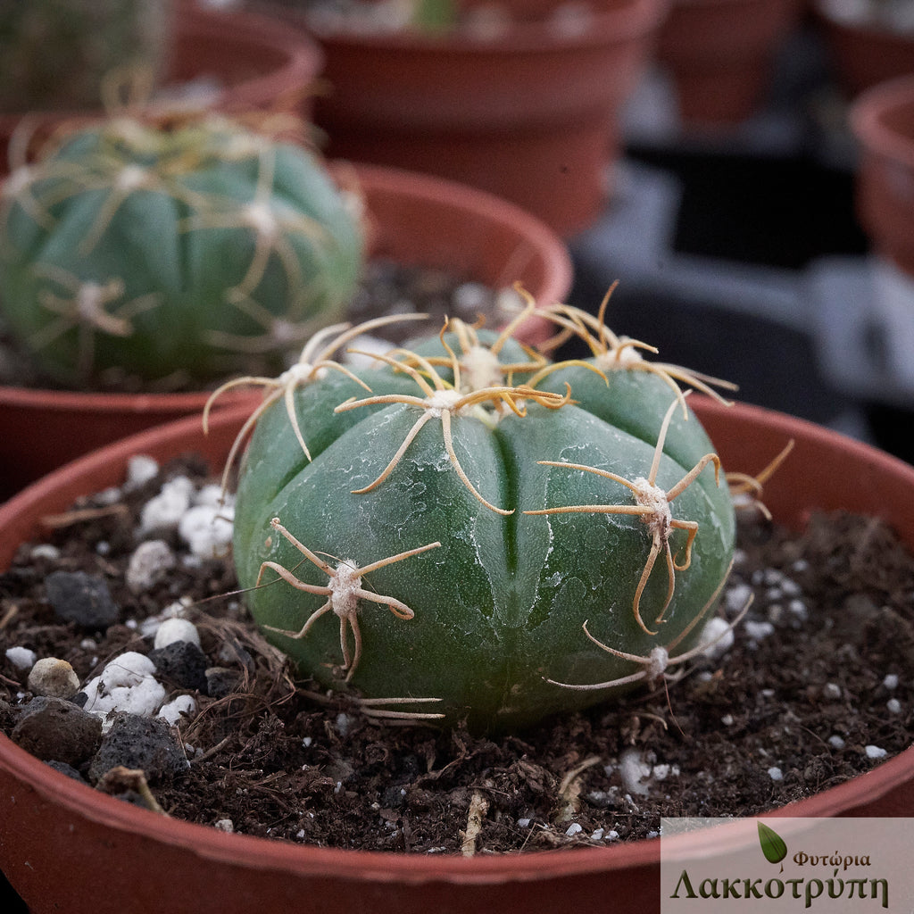 Gymnocalycium denudatum – Cyprus Cactus