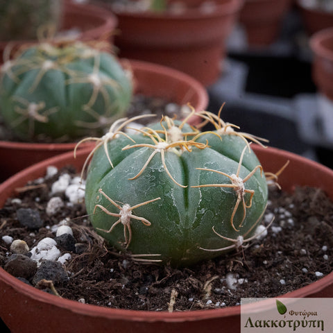 Gymnocalycium denudatum