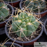 Gymnocalycium monvillei