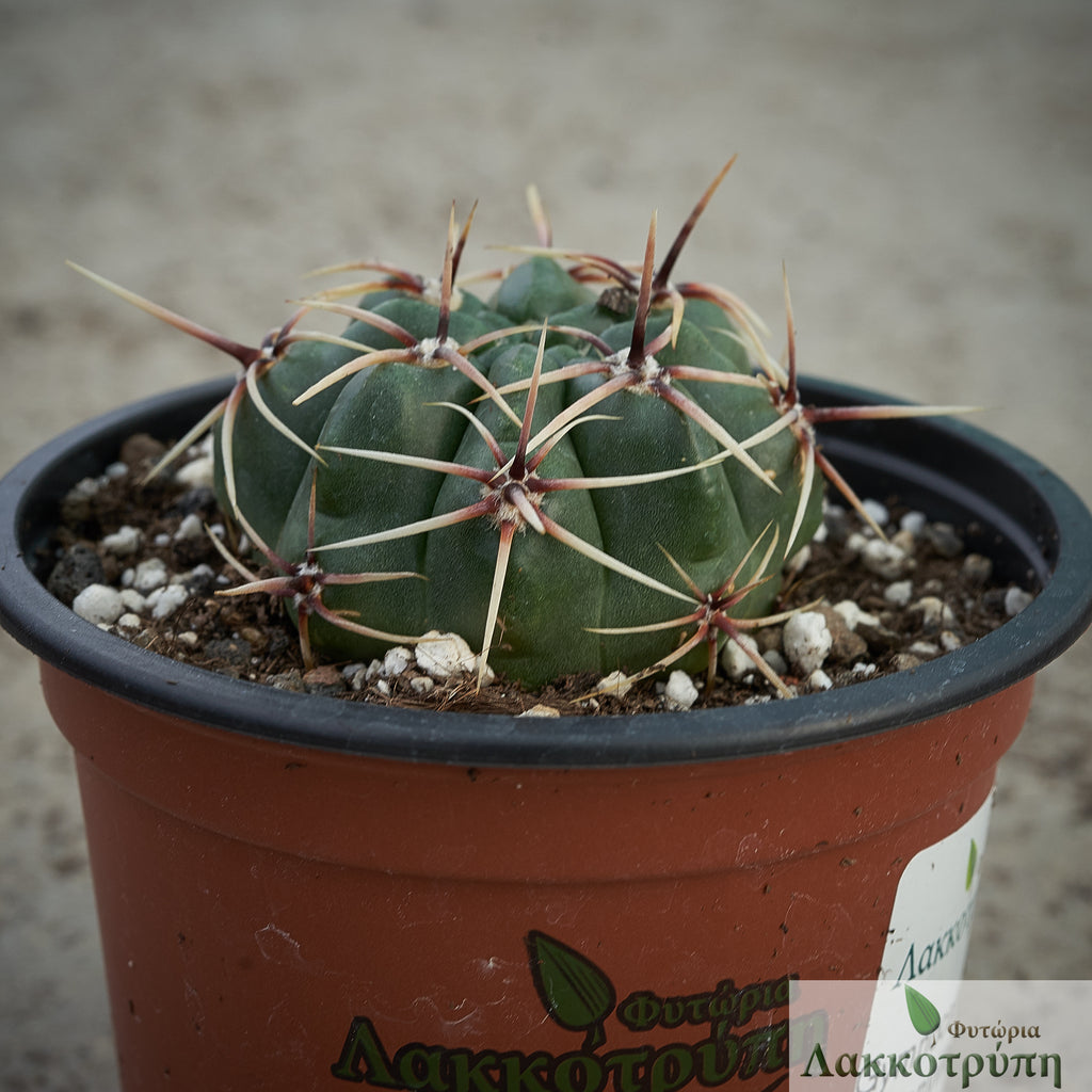 Gymnocalycium monvillei achirasense – Cyprus Cactus