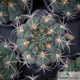 Gymnocalycium pflanzii
