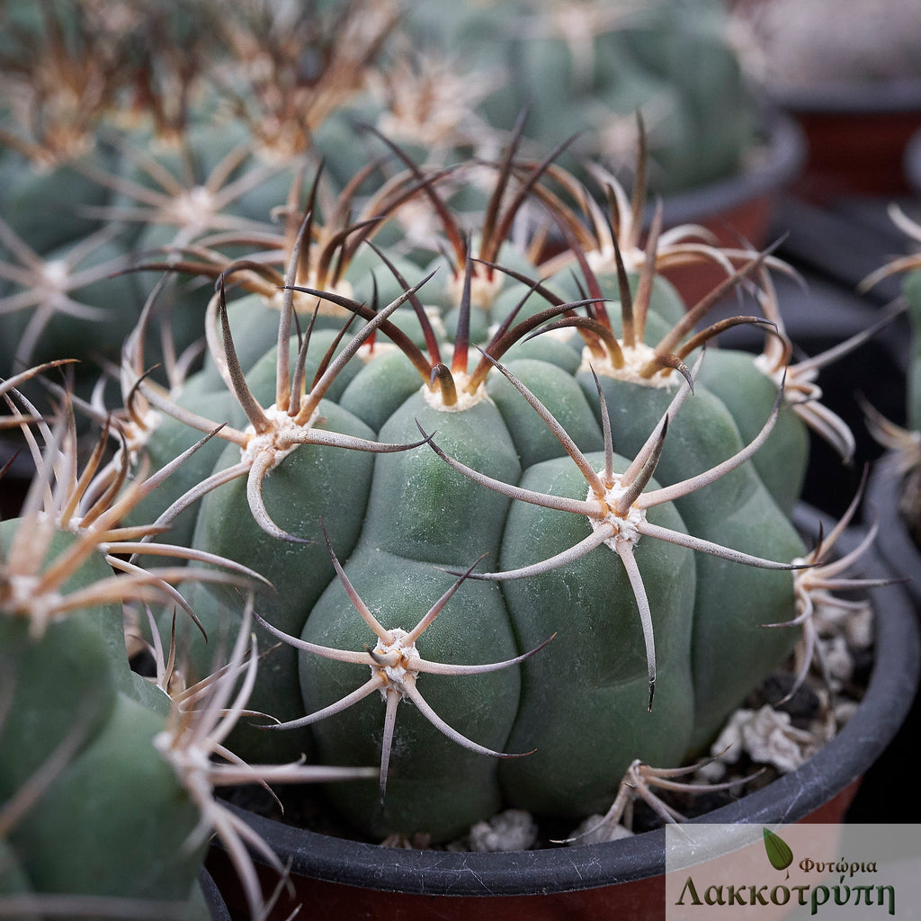 Gymnocalycium pflanzii – Cyprus Cactus