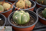 Gymnocalycium horstii