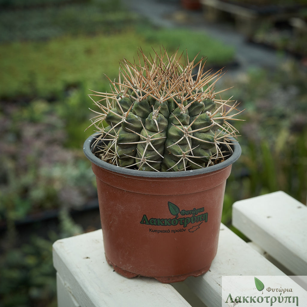 gymnocalycium pungens Gymnocalycium pungens – Cyprus Cactus