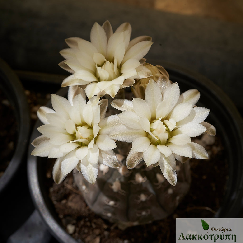 Gymnocalycium ragonesei – Cyprus Cactus